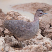 Undulated Tinamou